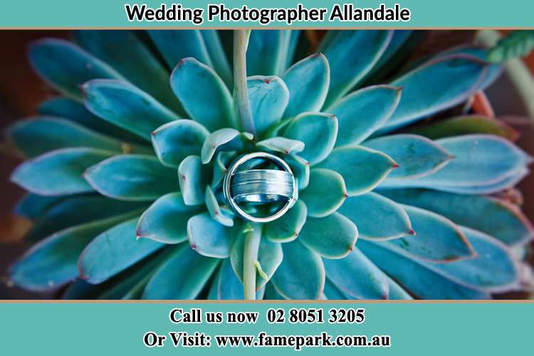 Photo of the Wedding Rings decorated on the top of the plant Allandale NSW 2320